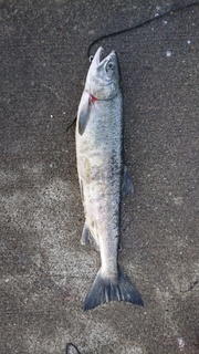 image1.jpeg