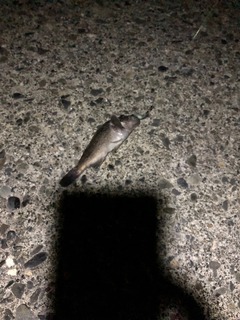 image1.jpeg