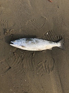 image1.jpeg