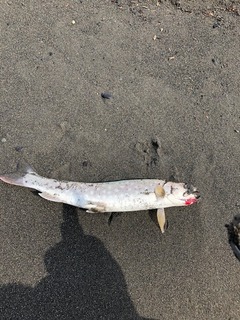 image1.jpeg